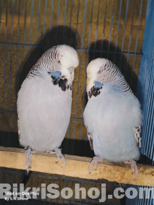 English exhibition size